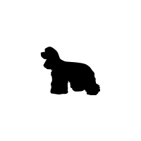 American Cocker Spaniel