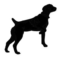Blue Picardy Spaniel