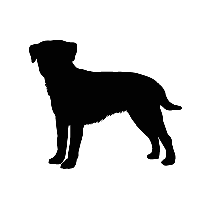 Border Terrier
