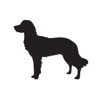 Kleine Münsterländer