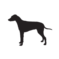 Rhodesian Ridgeback