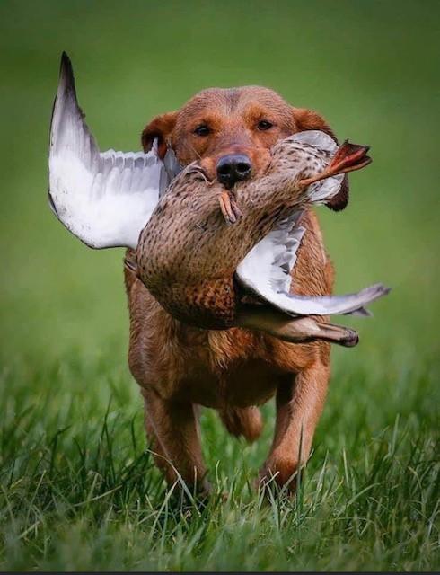 Featured Gun Dog Ad of the Day