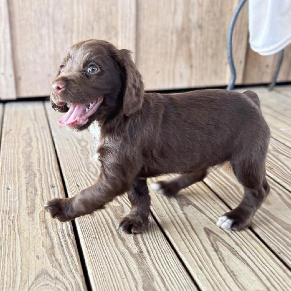 Featured Gun Dog Ad of the Day