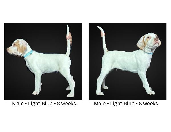 Featured Gun Dog Ad of the Day