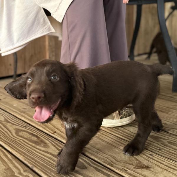 Featured Gun Dog Ad of the Day