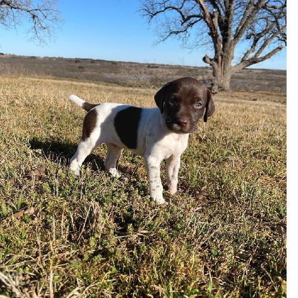 Featured Gun Dog Ad of the Day