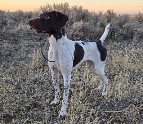 Featured Gun Dog Ad of the Day