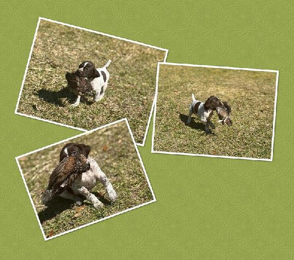 Featured Gun Dog Ad of the Day