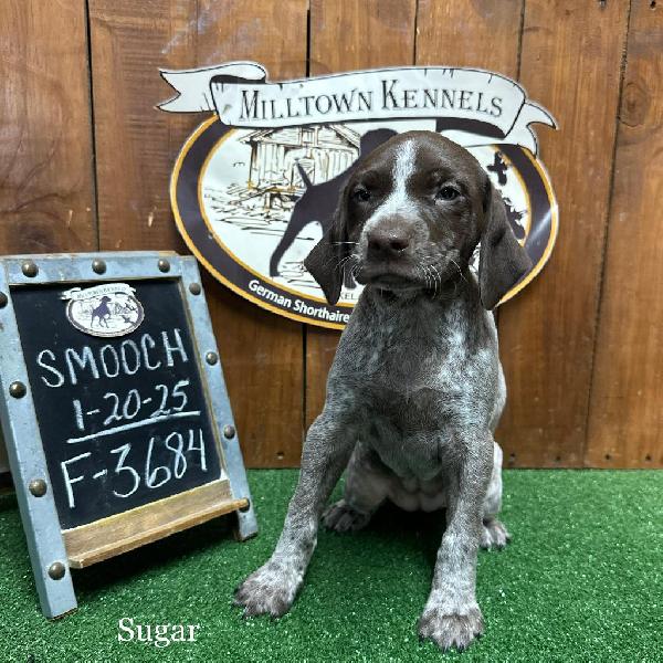 Featured Gun Dog Ad of the Day