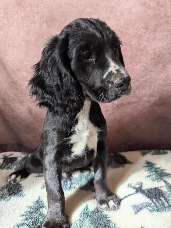 Featured Gun Dog Ad of the Day