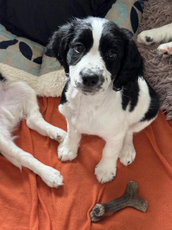 Featured Gun Dog Ad of the Day