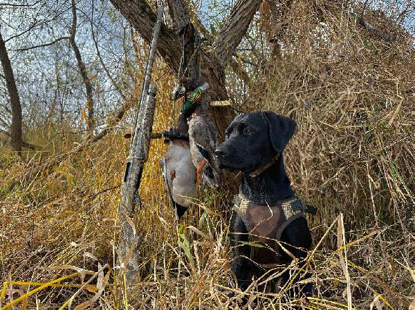 Retriever Safety