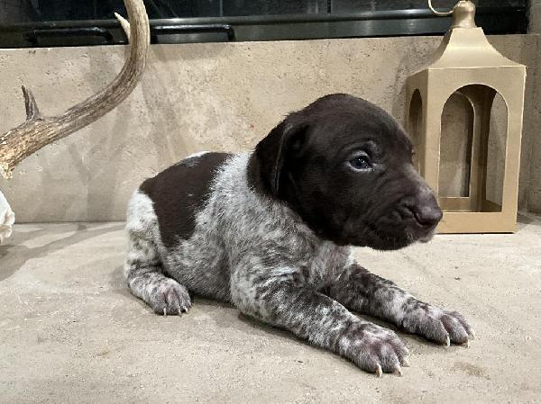 Featured Gun Dog Ad of the Day