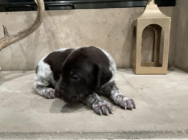 Featured Gun Dog Ad of the Day