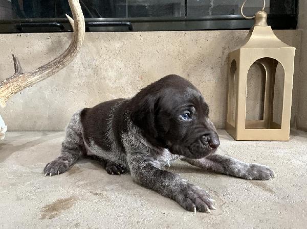 Featured Gun Dog Ad of the Day