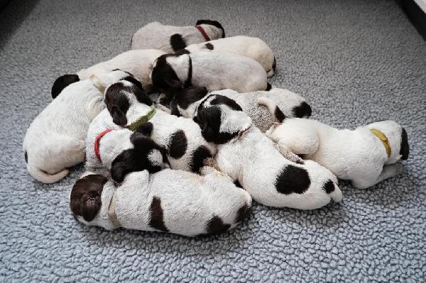 Featured Gun Dog Ad of the Day