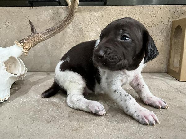 Featured Gun Dog Ad of the Day