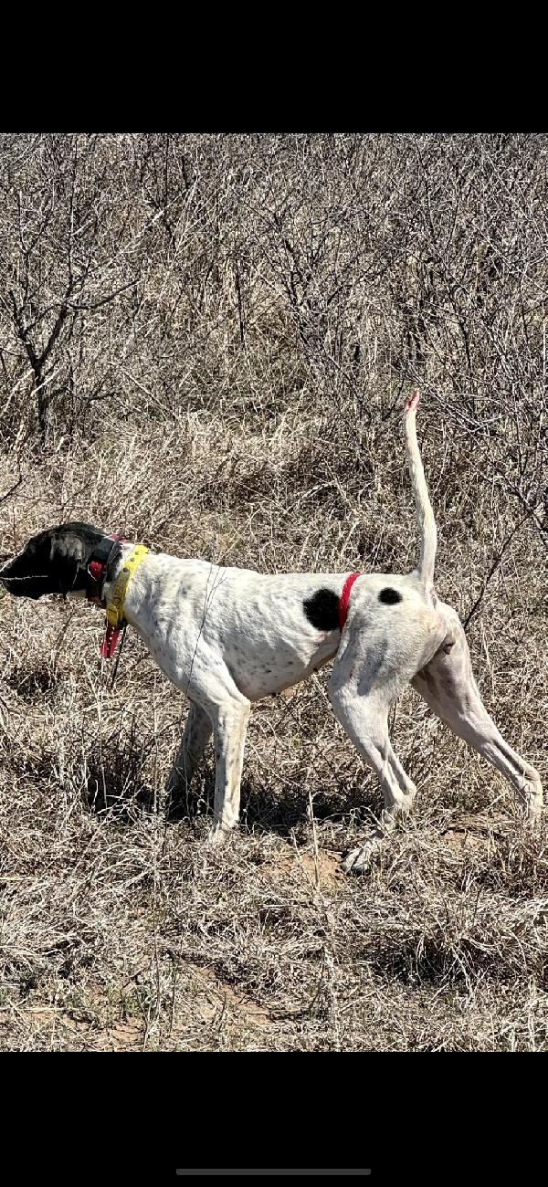 Featured Gun Dog Ad of the Day