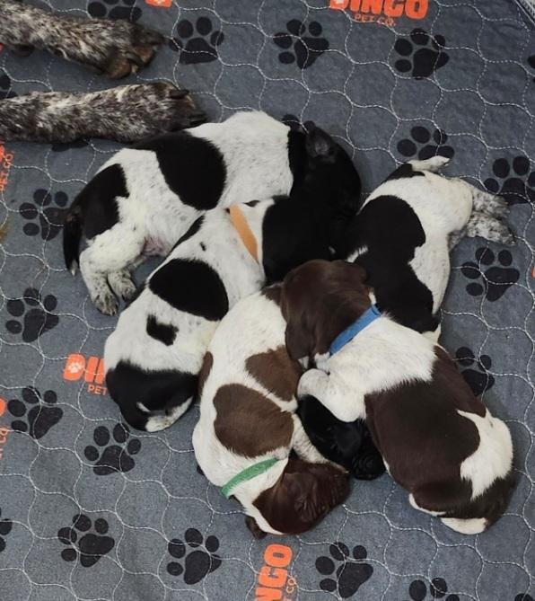 Featured Gun Dog Ad of the Day