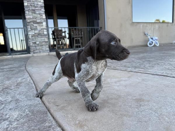 Featured Gun Dog Ad of the Day