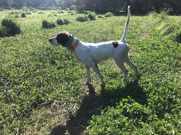 Featured Gun Dog Ad of the Day