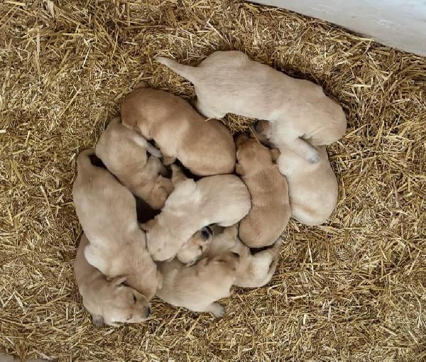 Featured Gun Dog Ad of the Day