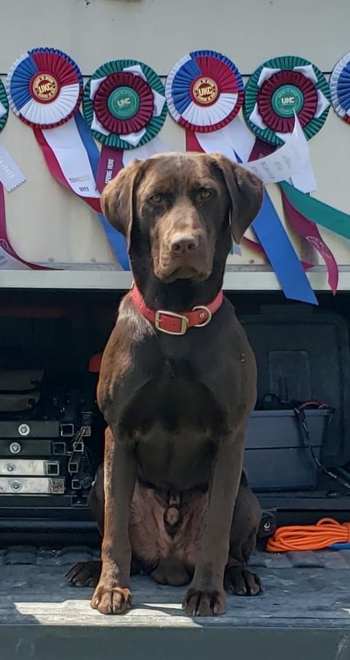 Featured Gun Dog Ad of the Day