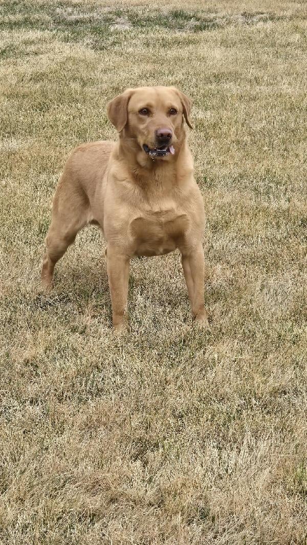 Featured Gun Dog Ad of the Day