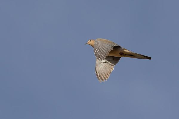 You have a dove problems