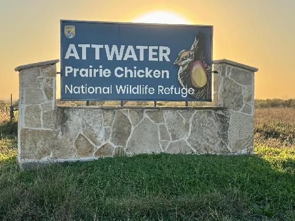 The Last Lone Star Birds