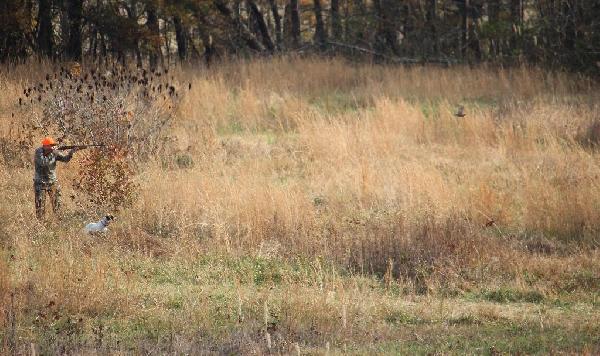 Best hunting dog breeds for upland hunting