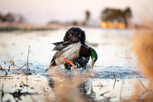Best hunting dog breeds for wetland hunting