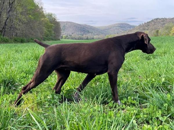 Featured Gun Dog Ad of the Day