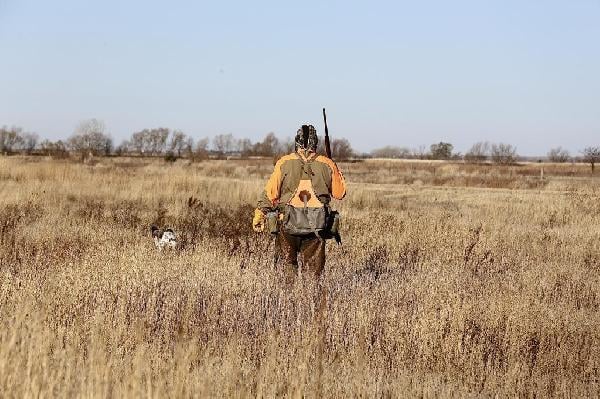 Changing Cover. Hunting Pheasants in Different Habitats.