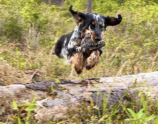 Featured Gun Dog Ad of the Day