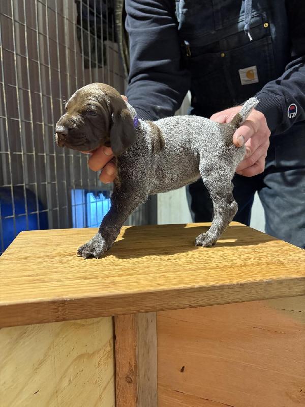 Featured Gun Dog Ad of the Day