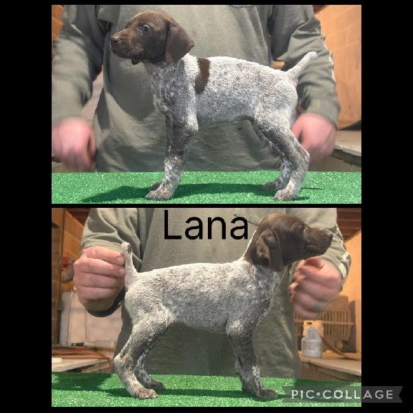 Featured Gun Dog Ad of the Day