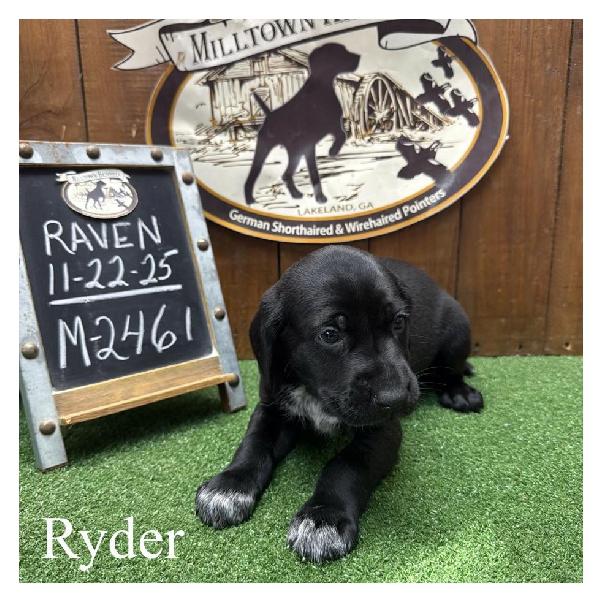 Featured Gun Dog Ad of the Day