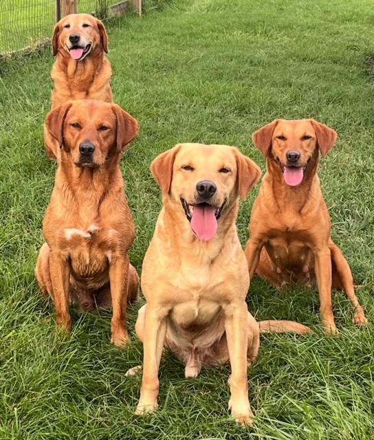 Featured Gun Dog Ad of the Day