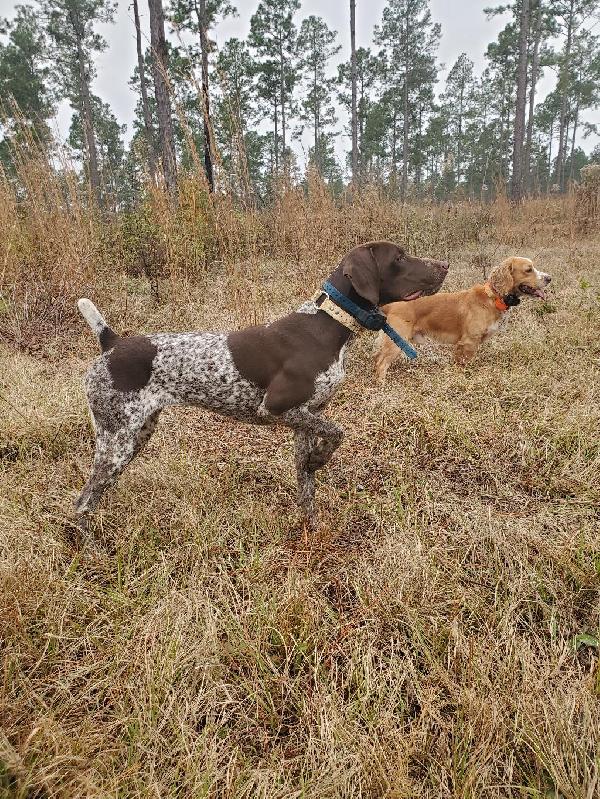 Featured Gun Dog Ad of the Day