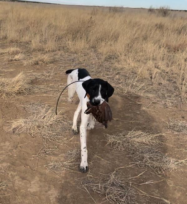 Featured Gun Dog Ad of the Day