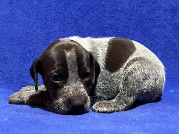 Featured Gun Dog Ad of the Day