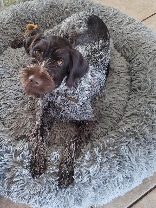 Featured Gun Dog Ad of the Day