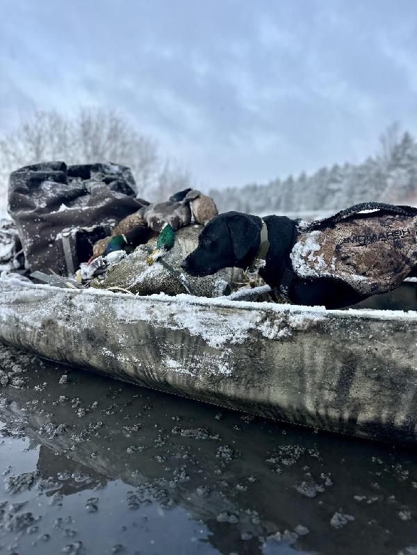 Chase Ducks With A Canoe