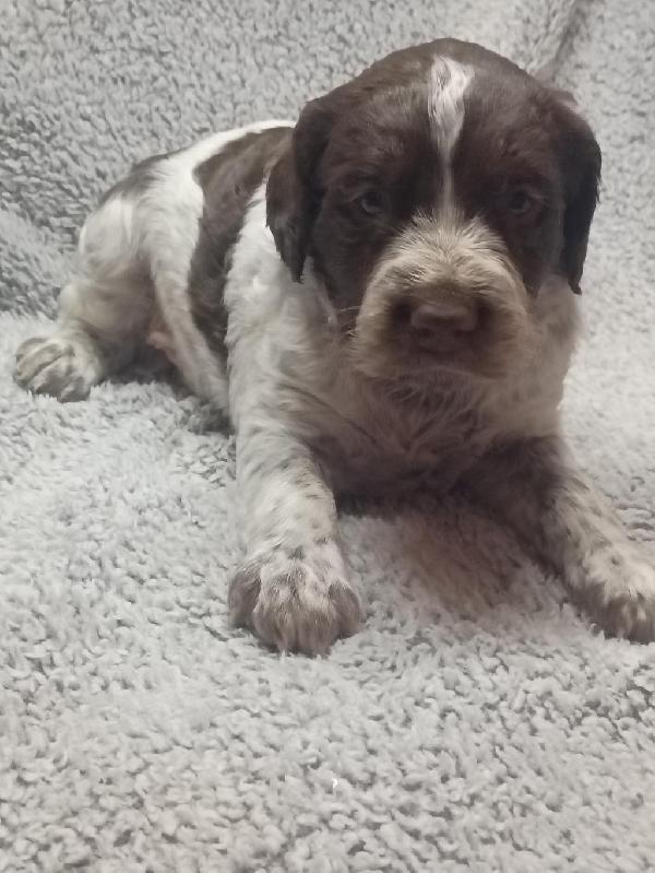Featured Gun Dog Ad of the Day