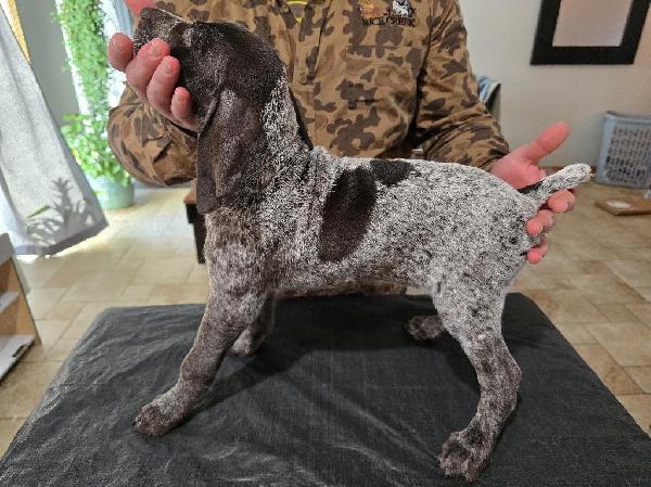 Featured Gun Dog Ad of the Day