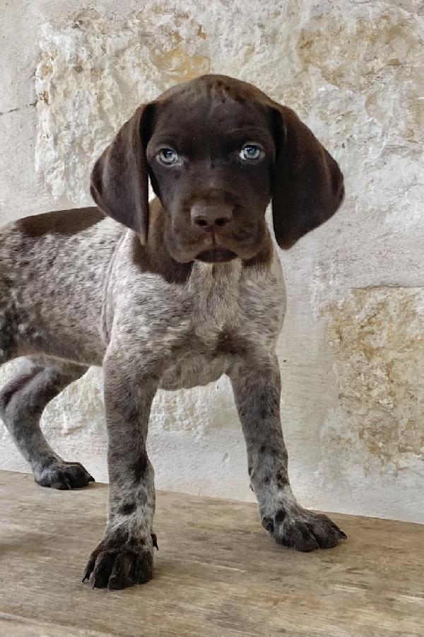 Featured Gun Dog Ad of the Day