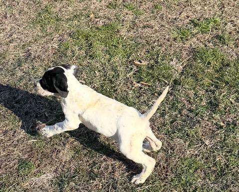 Featured Gun Dog Ad of the Day