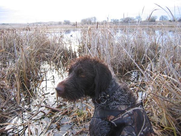 Featured Gun Dog Ad of the Day