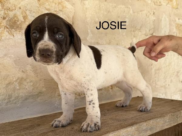 Featured Gun Dog Ad of the Day